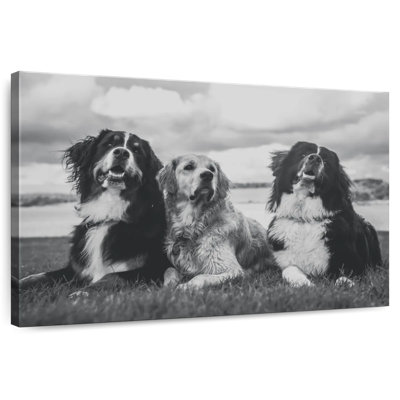 Brampt Bernese Mountain Dogs