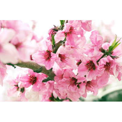 " Peach Blossoms " by Makotok
