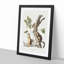 Douglass's Squirrels by J.W. Audubon - Picture Frame Painting Print-55545492-55545494