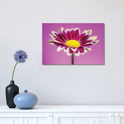 Pink Gerber Daisy - Wrapped Canvas Print