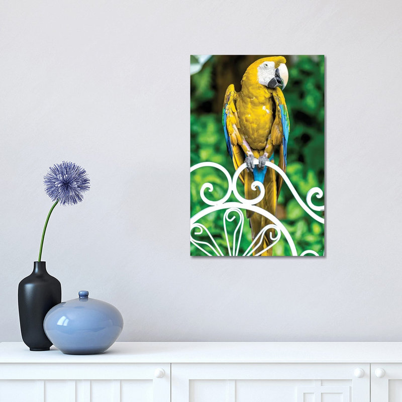 Macaw III by Glauco Meneghelli - Wrapped Canvas Print, 45.72cm H x 30.48cm W x 1.9cm D