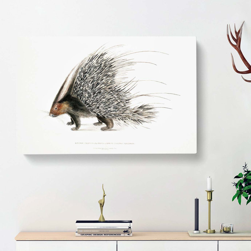 Indian Crested Porcupine by John Edward Gray - Wrapped Canvas, 35cm H x 50cm W x 3cm D