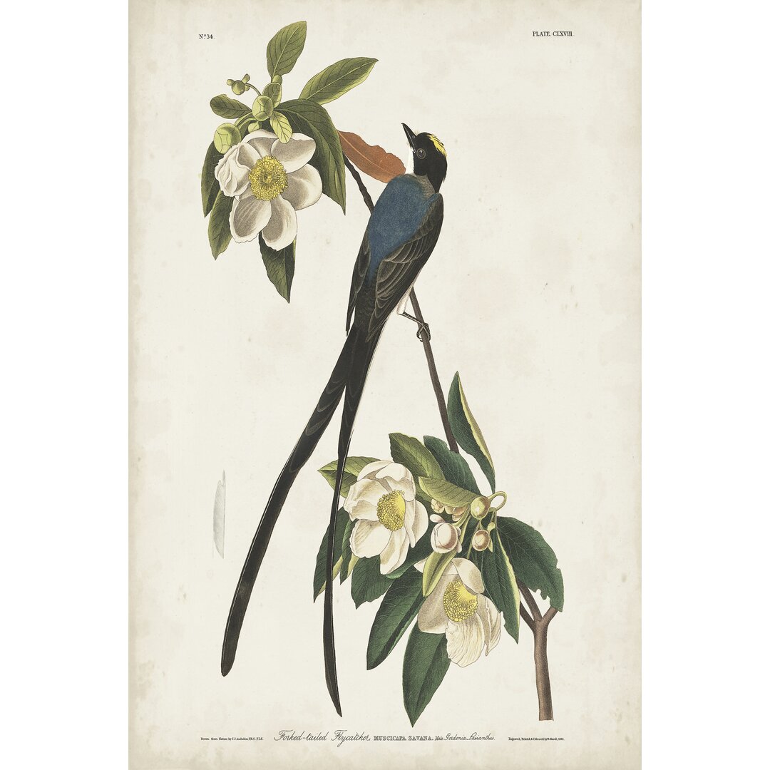 Leinwandbild Fork-Tailed Flycatcher von John Audubon