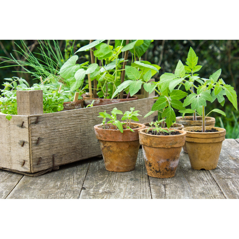 Plants - Wrapped Canvas Print, 30cm H x 46cm W x 3.8cm D
