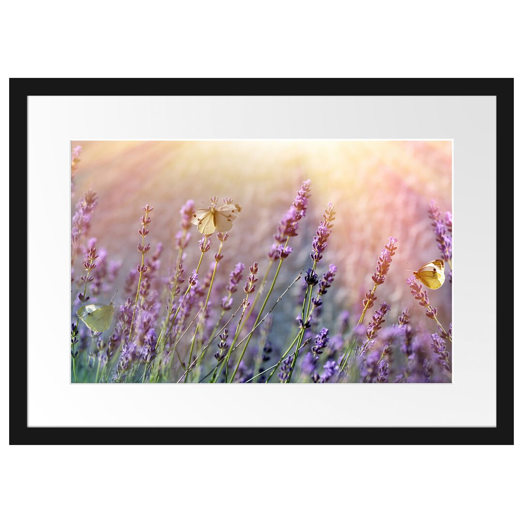 Gerahmter Fotodruck Butterfly on Lavender Flowers