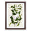 Bindweed Flowers by Sarah Featon - Framed Print-57844548-57844550