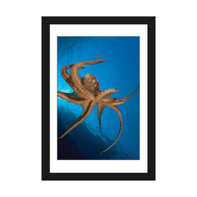 « view of the tentacle asdes on the day octopus (octopus cyanea) i », reproduction de photo sur toile