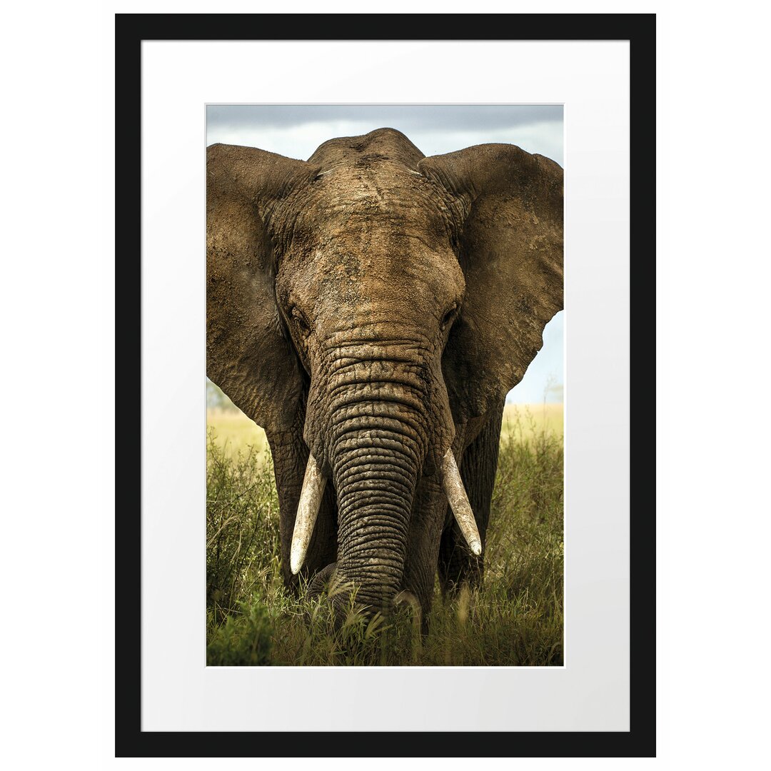 Gerahmtes Poster Imposanter Elefant