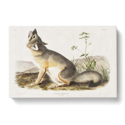 Swift Fox by J.W. Audubon - Wrapped Canvas Print
