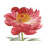Pink Peony - Modern Framed Canvas for Bedroom Decor