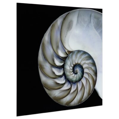 Empire Art Direct Pearly Nautilus On Glass Print & Reviews | Wayfair