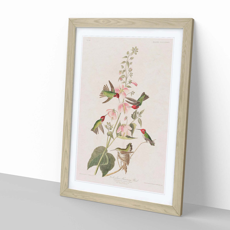 Columbian Hummingbirds by John Audubon - Picture Frame Painting, 65cm H x 48cm W x 2cm D, Oak Framed