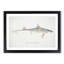 Illustration of a Dogfish by F.E. Clarke - Picture Frame Painting Print-55579275-55579276