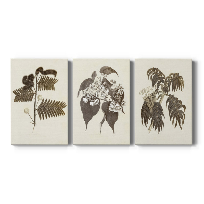 Sépia Botanicals I - Toile tendue avec châssis sur mesure - 3 pièces, H 12 po x l 24 po