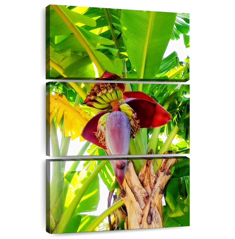 Harnek Banana Palm Heart, H 38 po x l 24 po