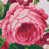 Rose selected