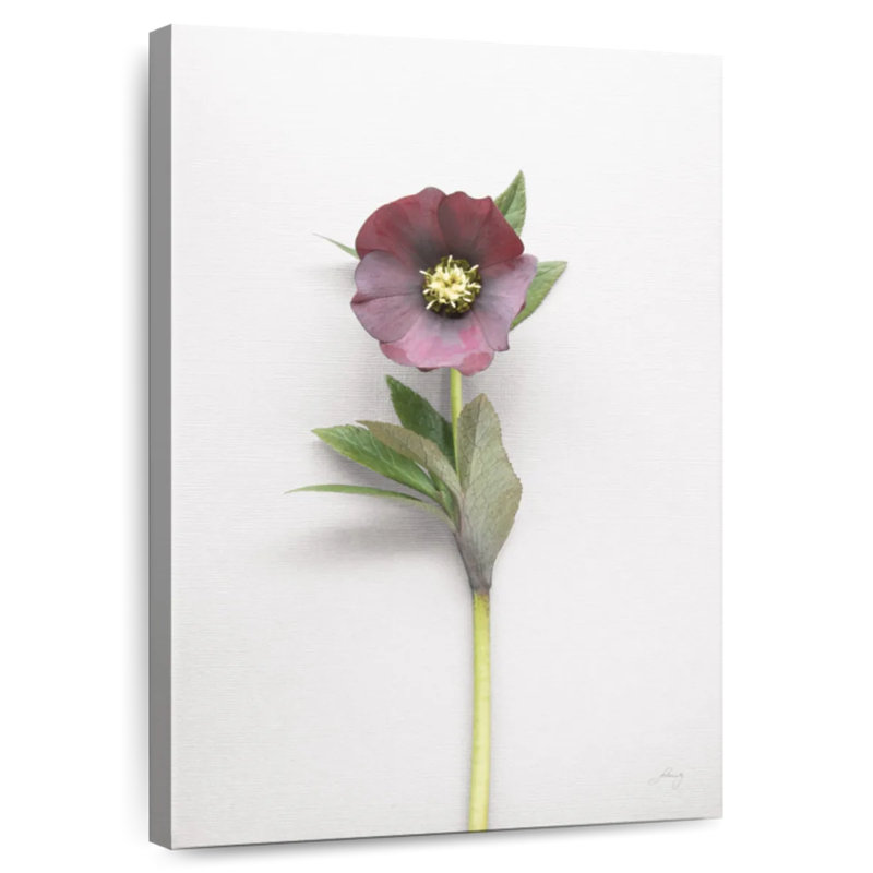 Harnek Hellebore Study II, 51" H x 34" W