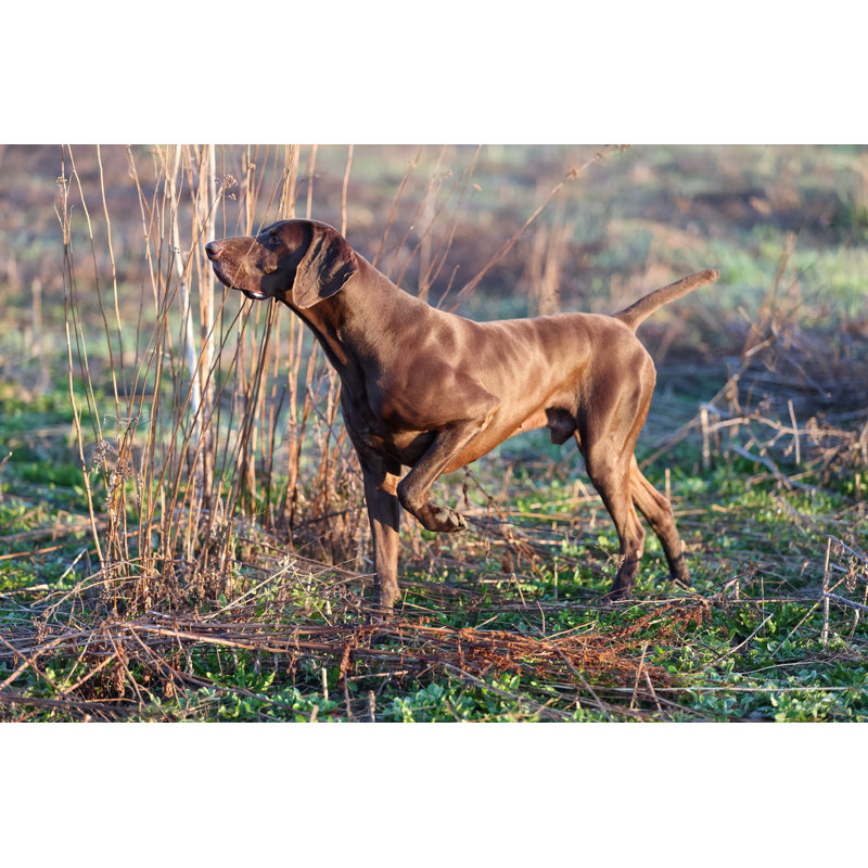 German Shorthaired Pointer by Vik898 - Wrapped Canvas Print, 30cm H x 46cm W