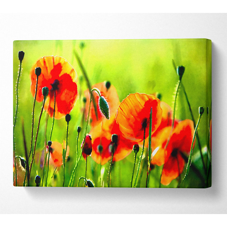 Beautiful Poppies - Wrapped Canvas Print
