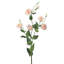 36 po Lisianthus 36 po-1997134999