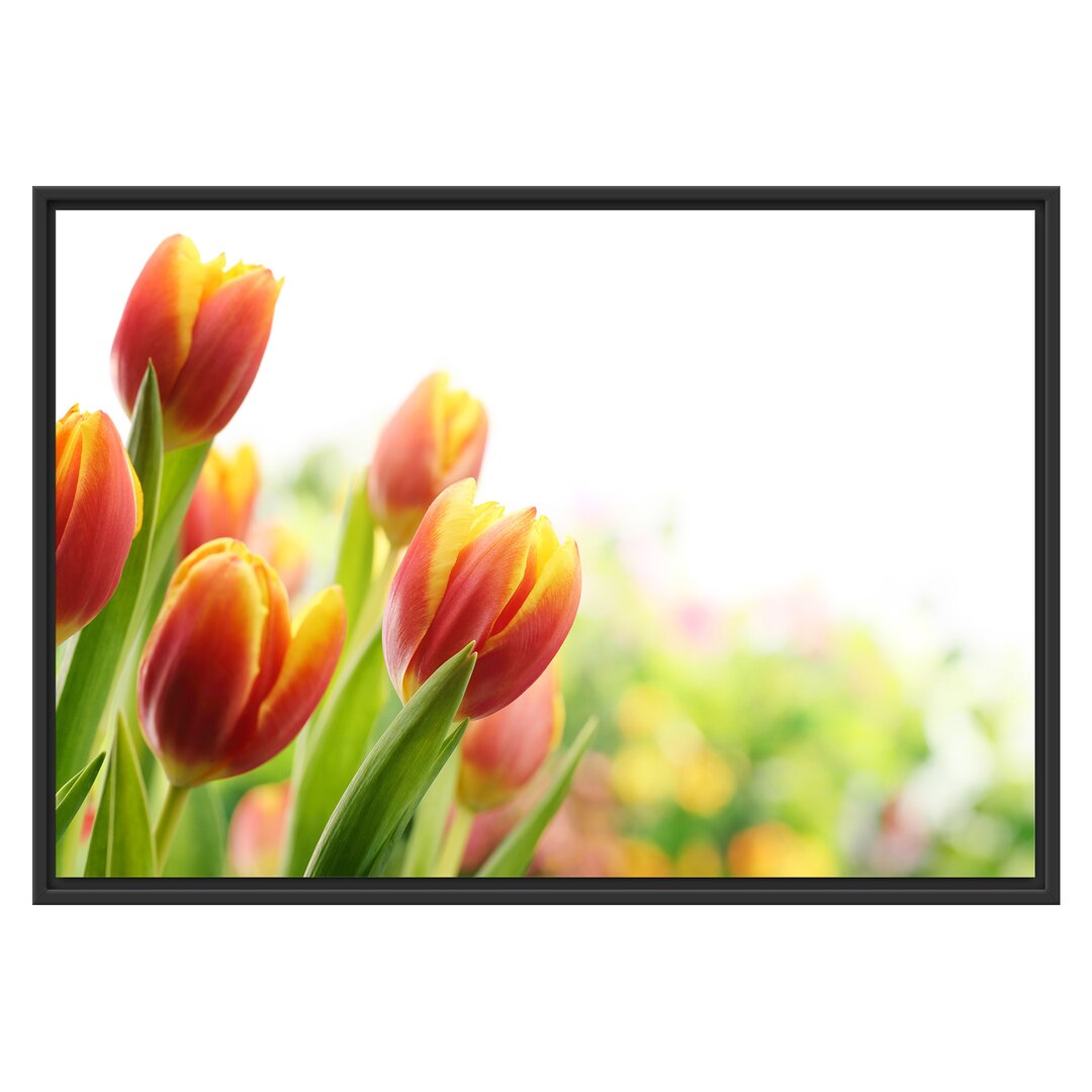 Gerahmtes Wandbild Bunte Tulpenwiese