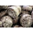 " Cone Shell Still Life " by Graffitee Studios