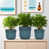Bleu antique est en rupture de stock
