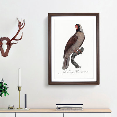 Mascarine Parrot by F. Levaillant - Framed Print