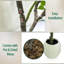 Plant-631875357