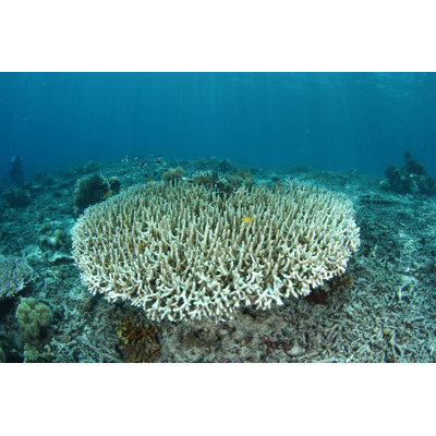 Bleaching Coral 1 Piece Wrapped Canvas Wall Art