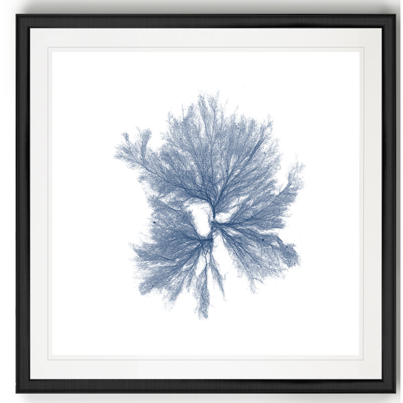 « marine algues iii », reproduction d’art, H 26,5 po x l 26,5 po x P 1,5 po, Cadre noir