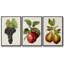 Antique Fruit VFramed, ensemble de 3 toiles tendues-97759972-97759969