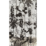 Midnight Garden II Print by Austin Beiv