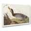 Bemaculated Duck by John Audubon - Wrapped Canvas-55363334
