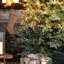 Sapin de Noël Leilonie-113059155