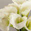 Centres de table lys dans un vase