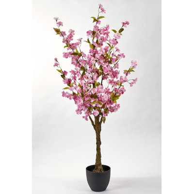Cerisier ficus en pot