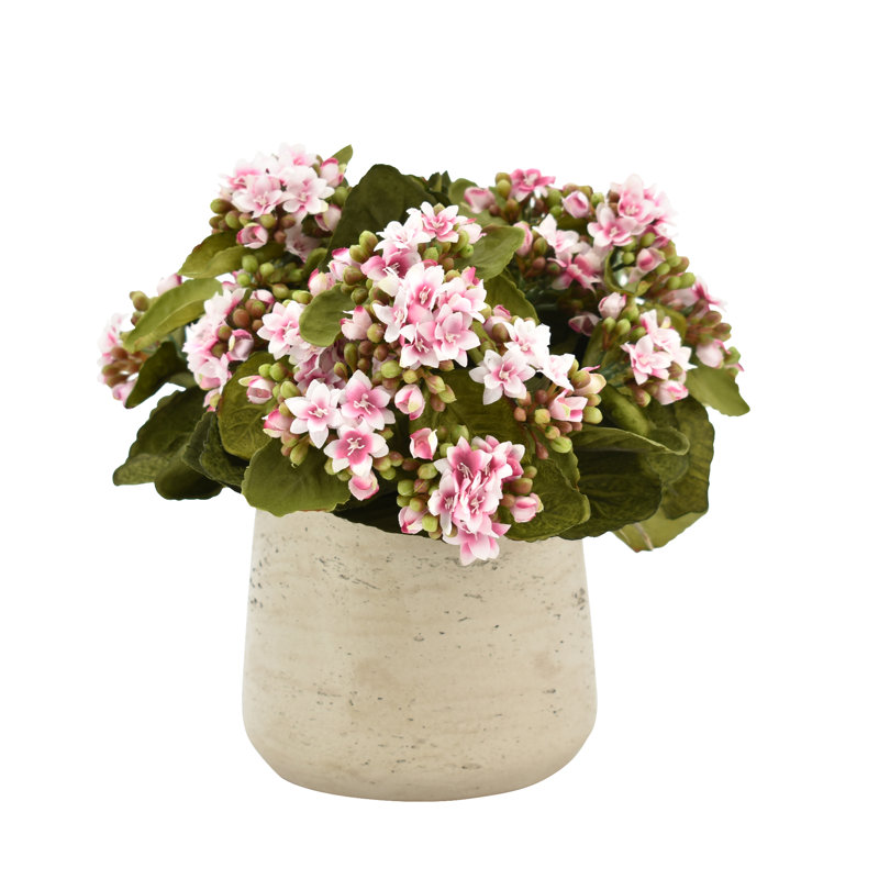 Kalanchoe Arrangement in Fiberstone Pot, Pink/White