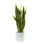 Snake Plant (Sansevieria) Plant in Terracotta Planter