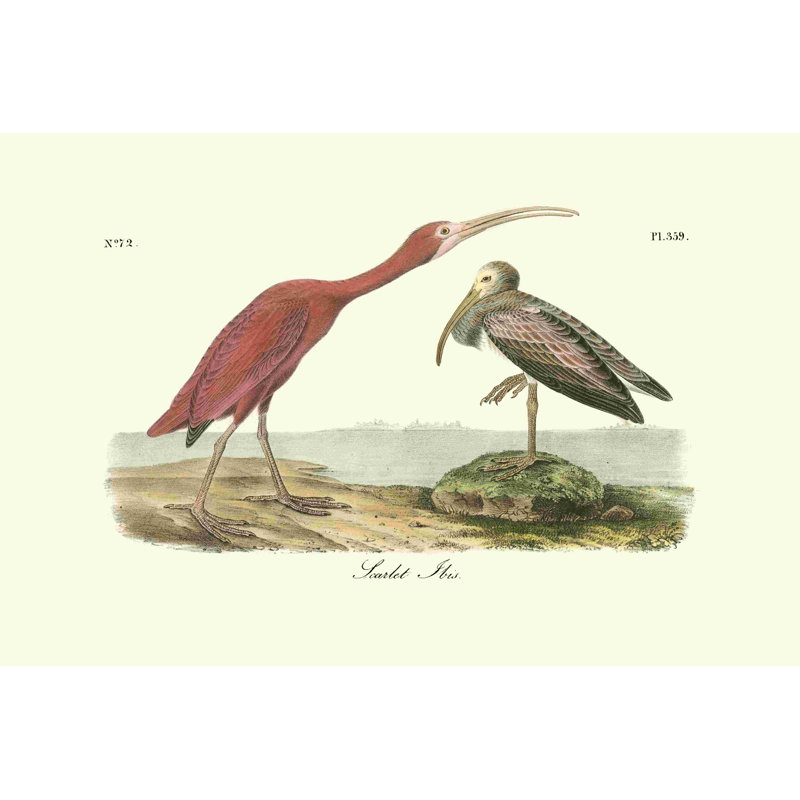 Rouge écarlate, H 32 po x l 48 po