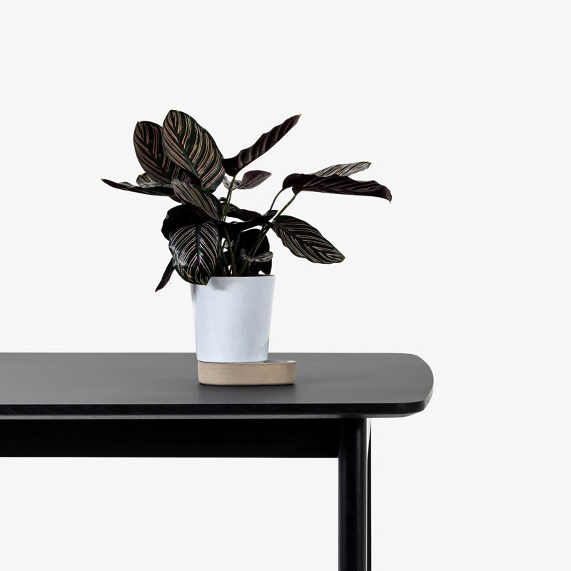 Sip Planter, White