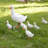Real Farm Duck Statues
