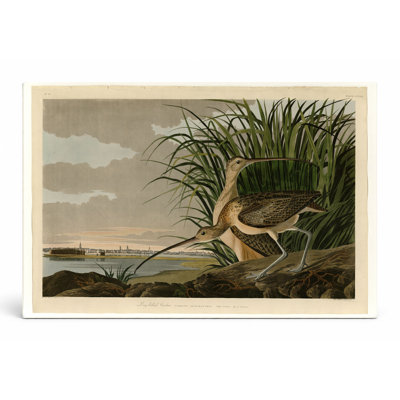 Courlis à long bec (plaque CCXXXI, 1834) - art mural sur toile paysage