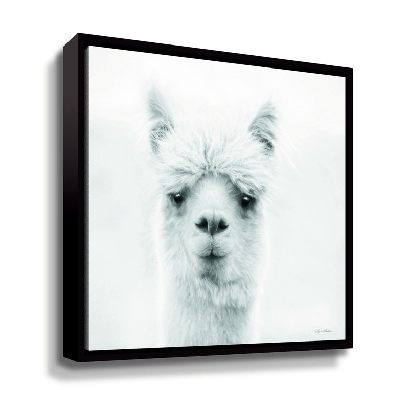 " Chip The Alpace " by Lori Deiter, Black Floater Framed, 36" H x 36" W x 2" D