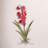 Orchid Arrangement