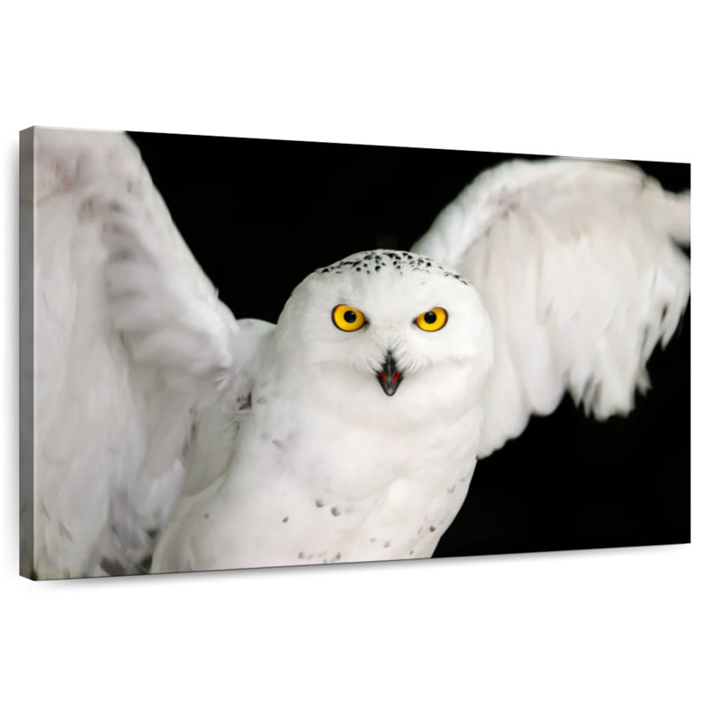 Hibou blanc Brampt, H 16 po x l 24 po
