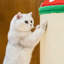 Arbre à chat 5 niveaux avec condons, perchoir, griffoirs