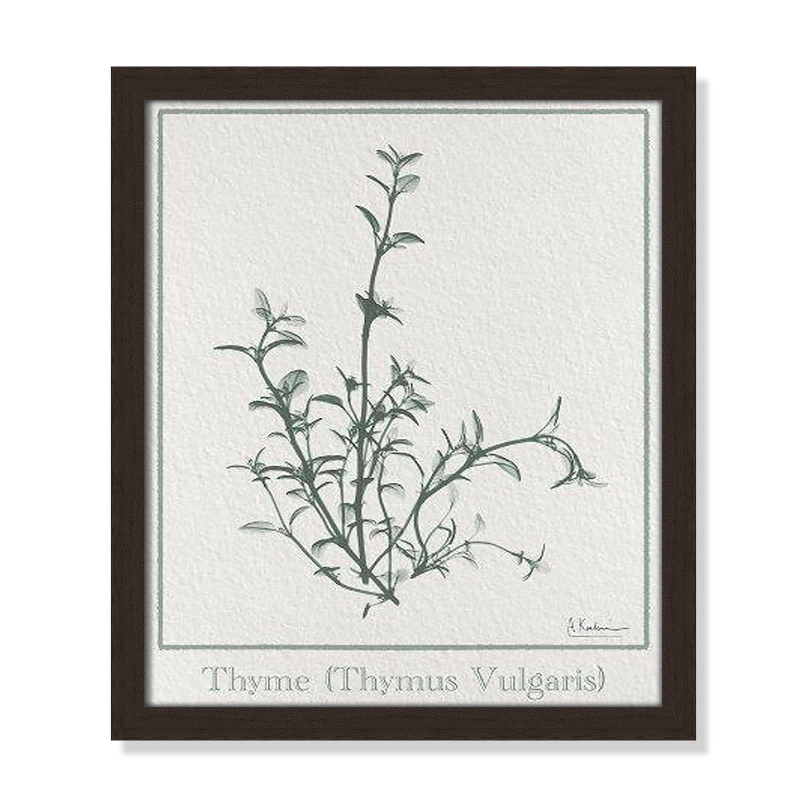 Jeanette "Thymus Vulgaris" Print, 15" H x 13" W x 1.25" D, Open Grain Walnut Framed Paper
