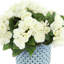 Begonias in Dotted Ceramic Pot-42062681