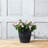 Burdette Pot Planter-966315636-1059539736